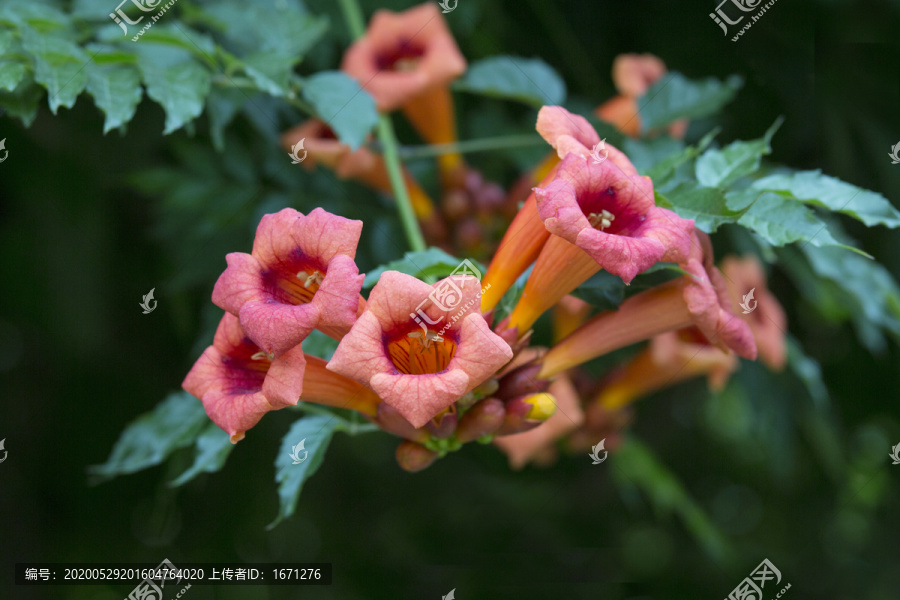 凌霄花