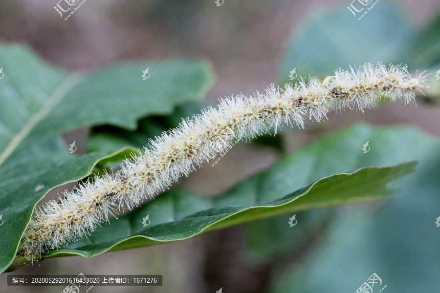 板栗花