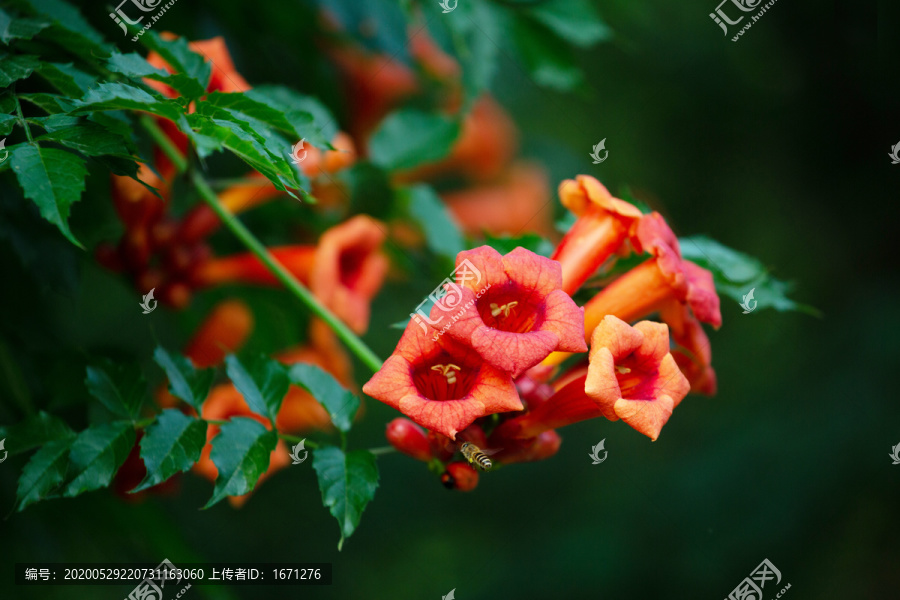 凌霄花