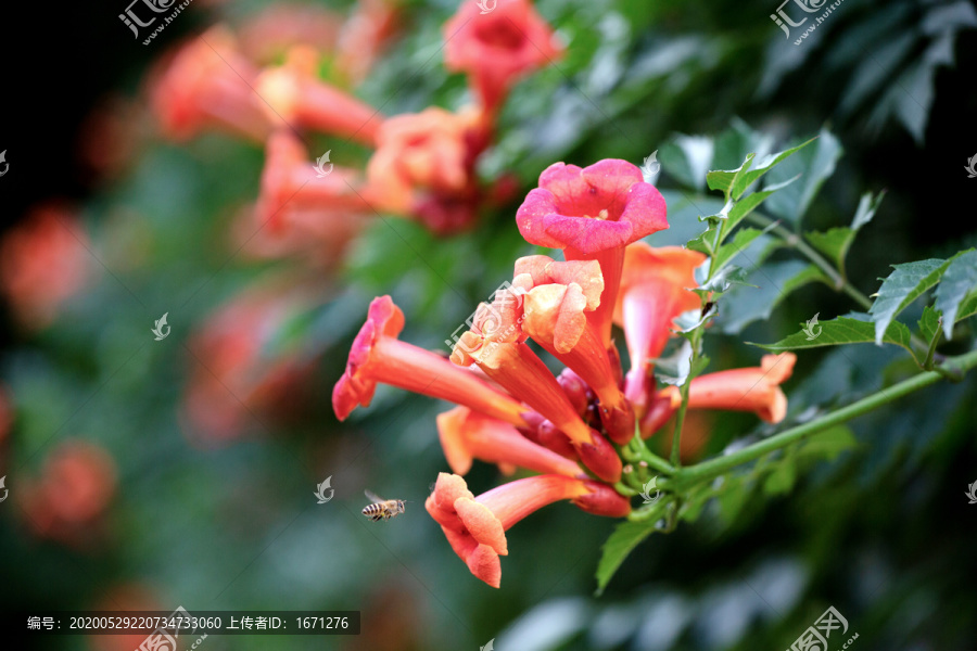 凌霄花