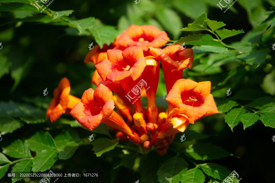 凌霄花