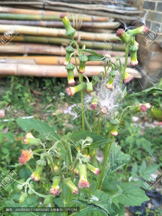 蒲公英
