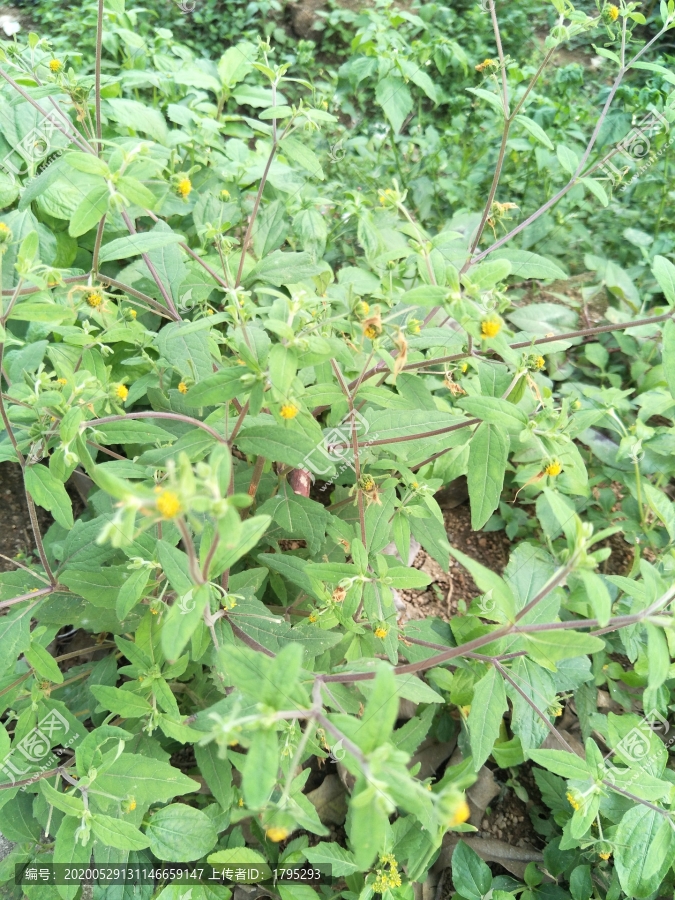 草药