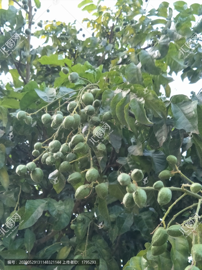黄皮果