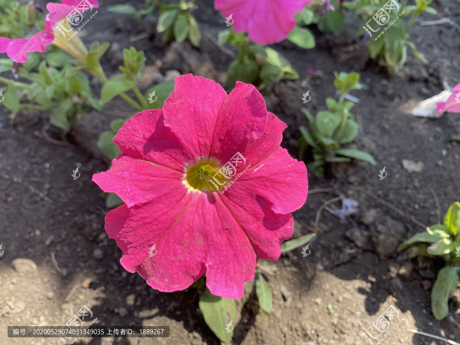 碧冬茄花