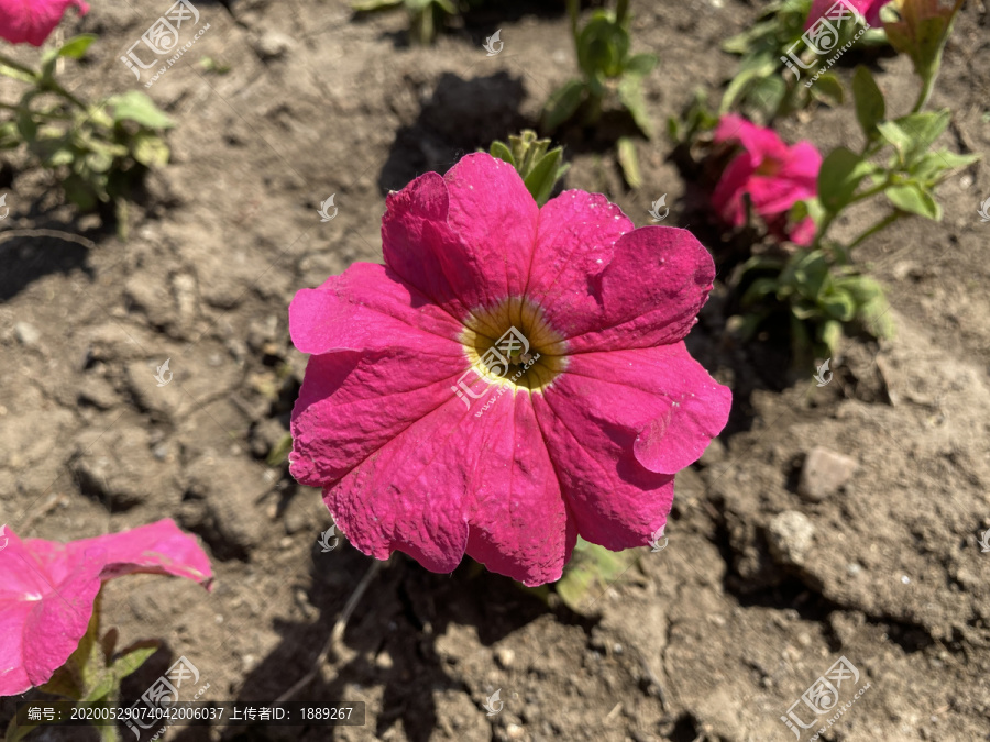 碧冬茄花