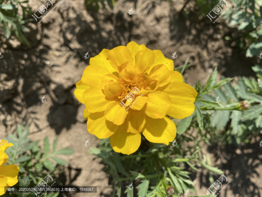 万寿菊花
