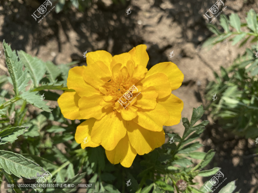 万寿菊花