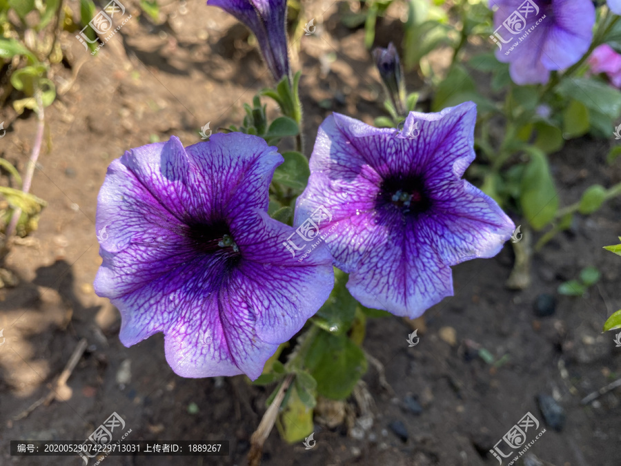 碧冬茄花