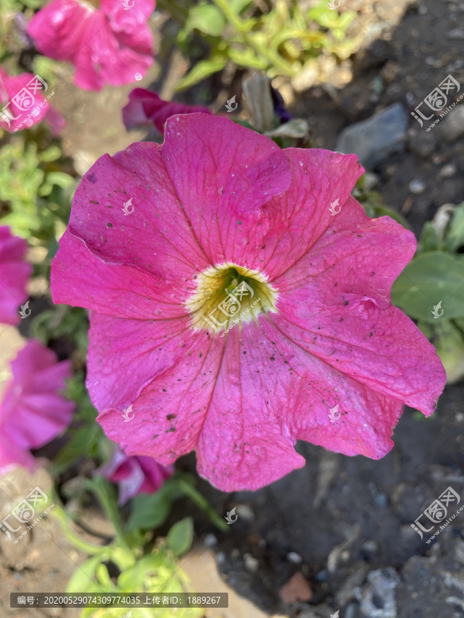 碧冬茄花