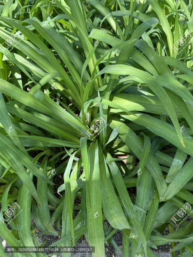 萱草