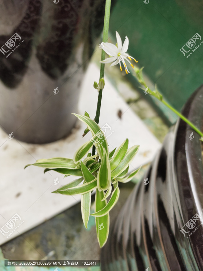 金边吊兰花