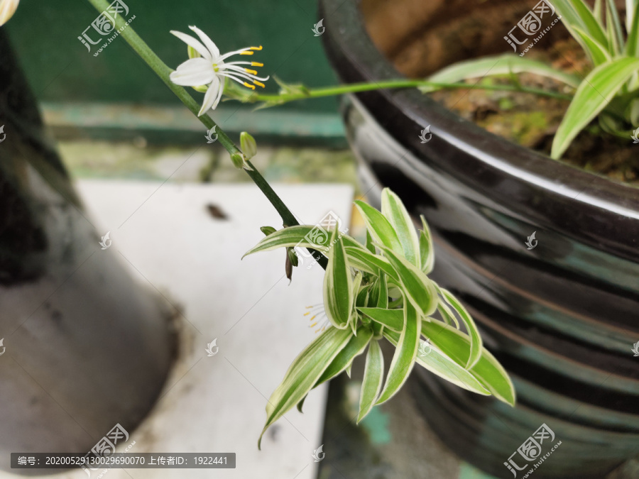金边吊兰开花