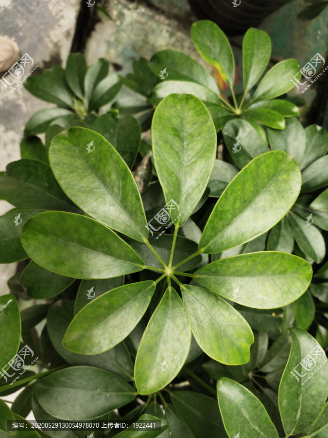 鸭掌木