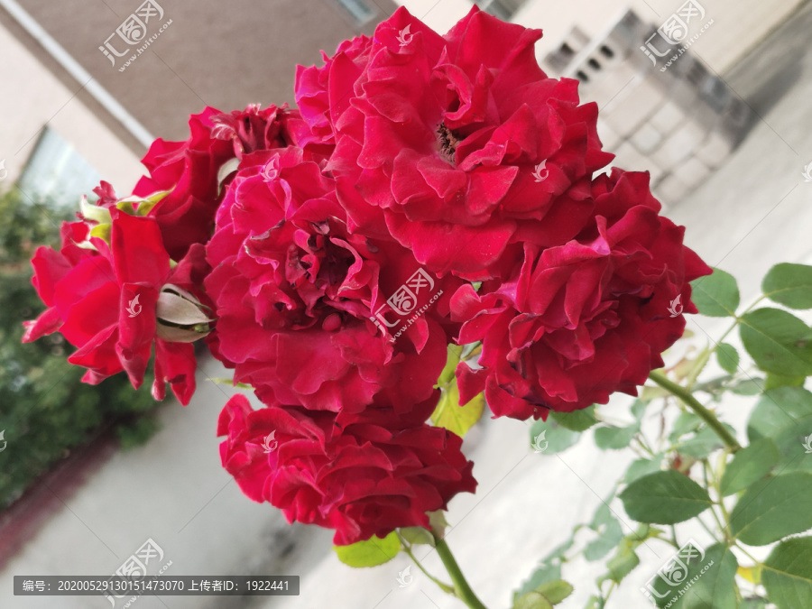 盛开的月季花