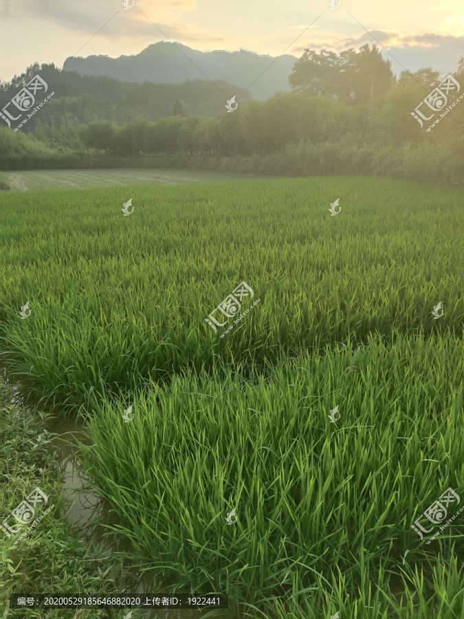 夕阳夕下的秧田