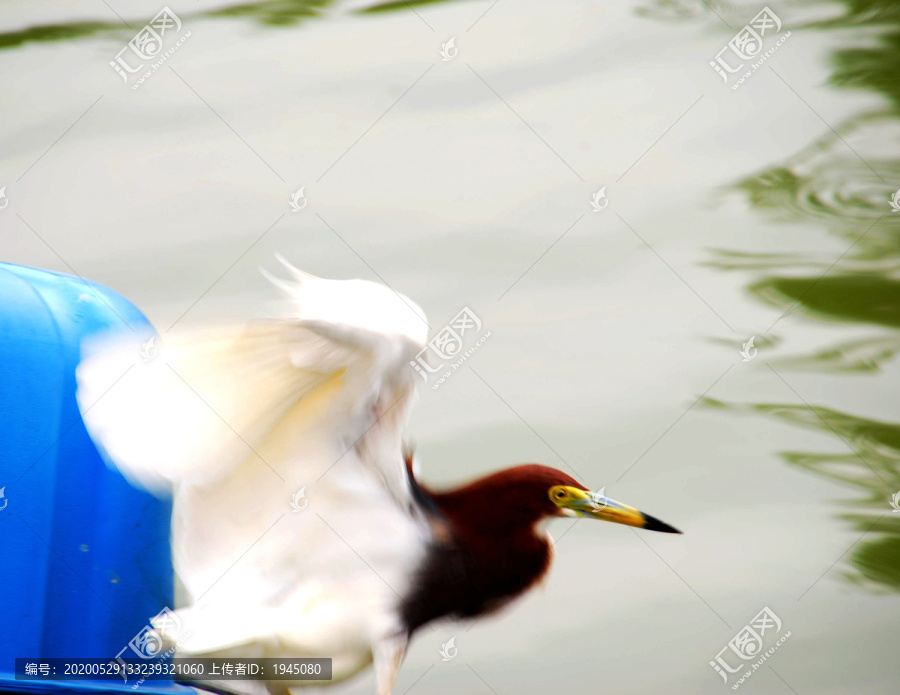 起飞的湖鹭