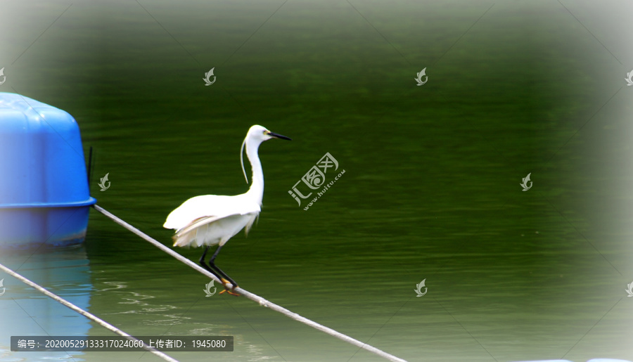 白鹭