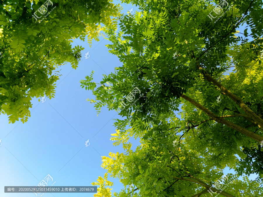 树叶天空