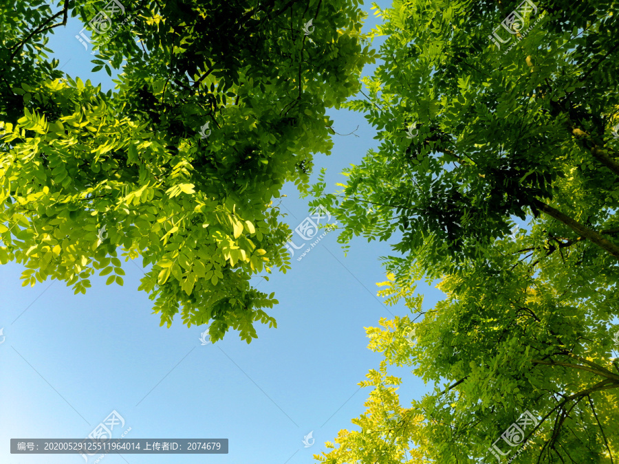 树叶天空