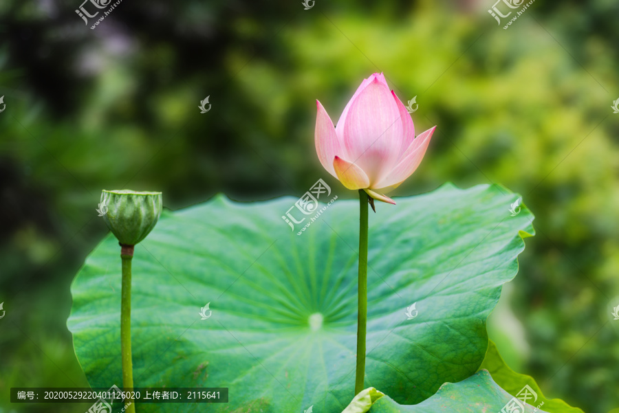 荷花莲蓬