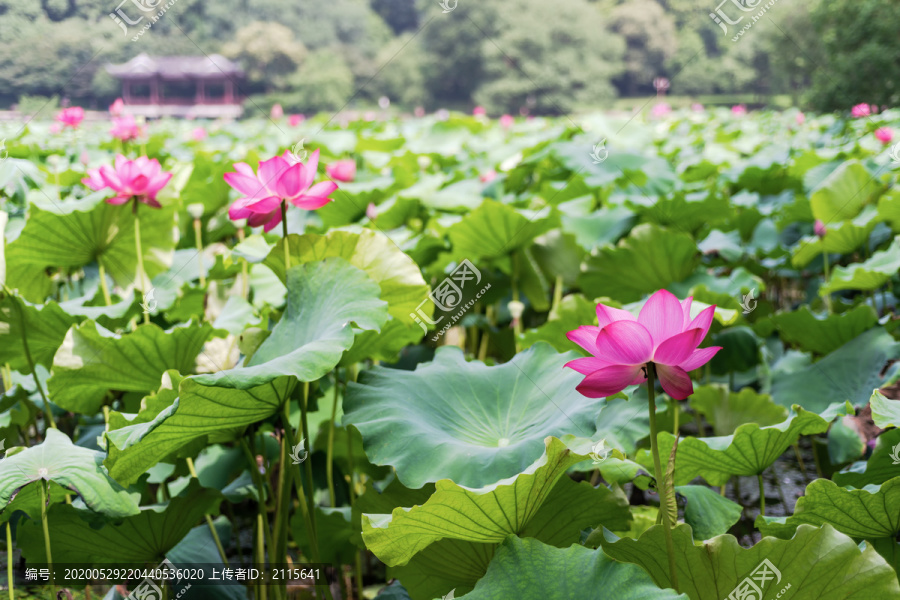 杭州西湖曲院风荷夏天的荷花荷叶