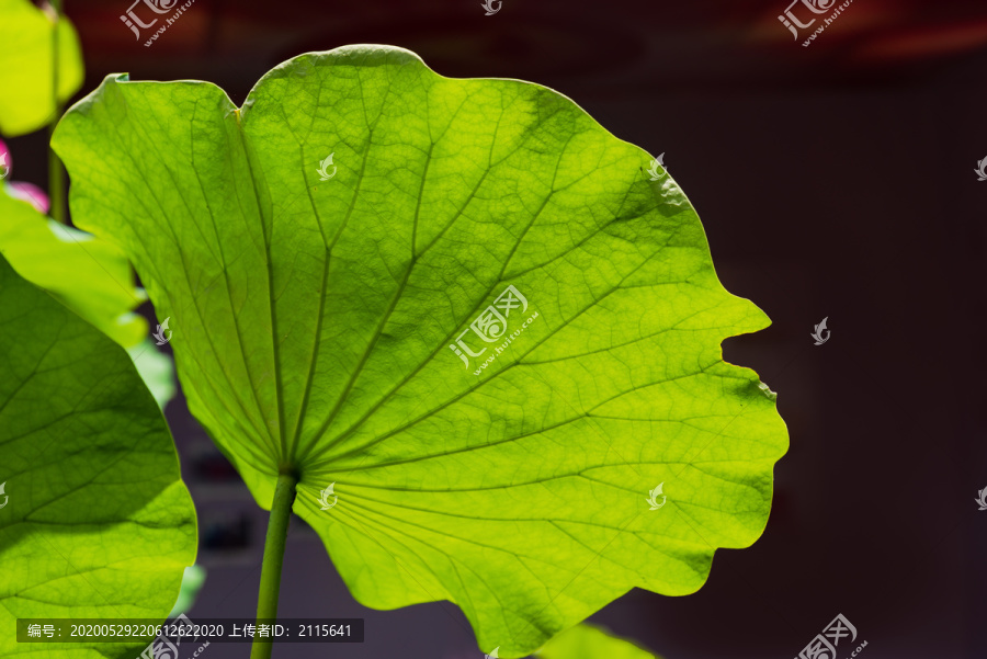 特写荷叶纹理