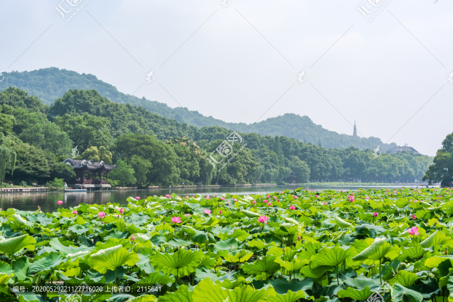 杭州西湖夏天