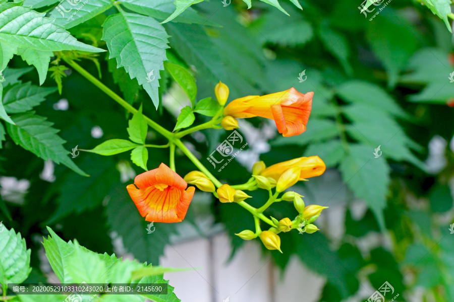凌霄花
