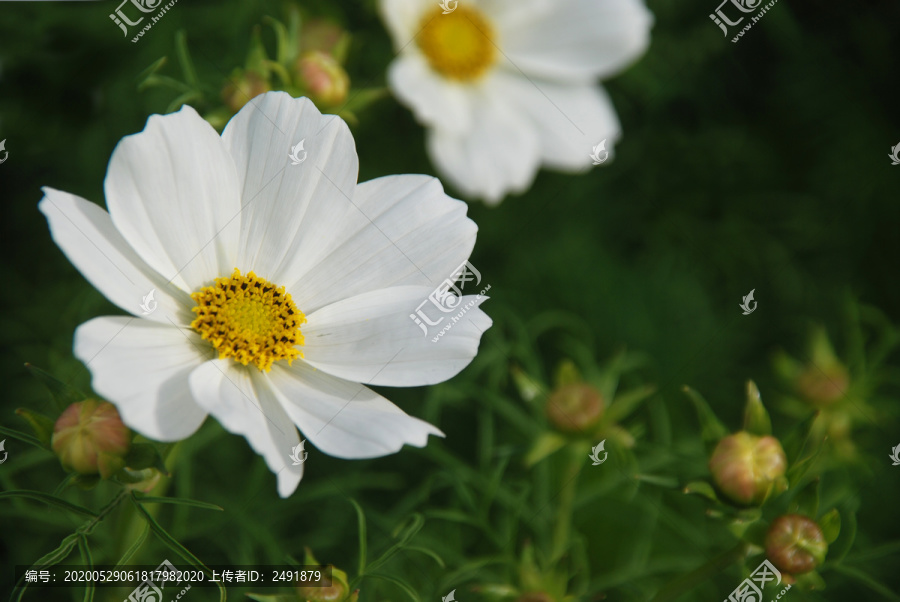 波斯菊