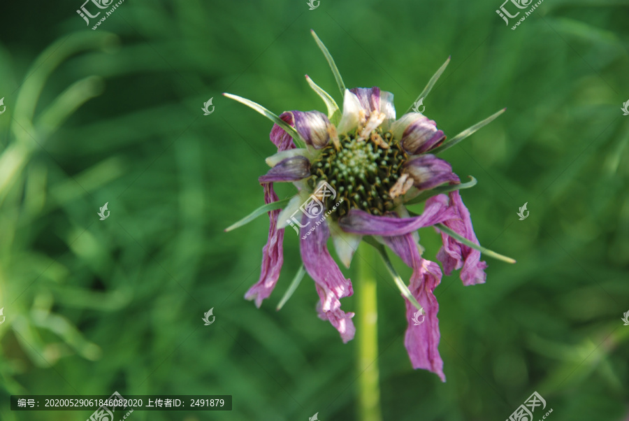 波斯菊
