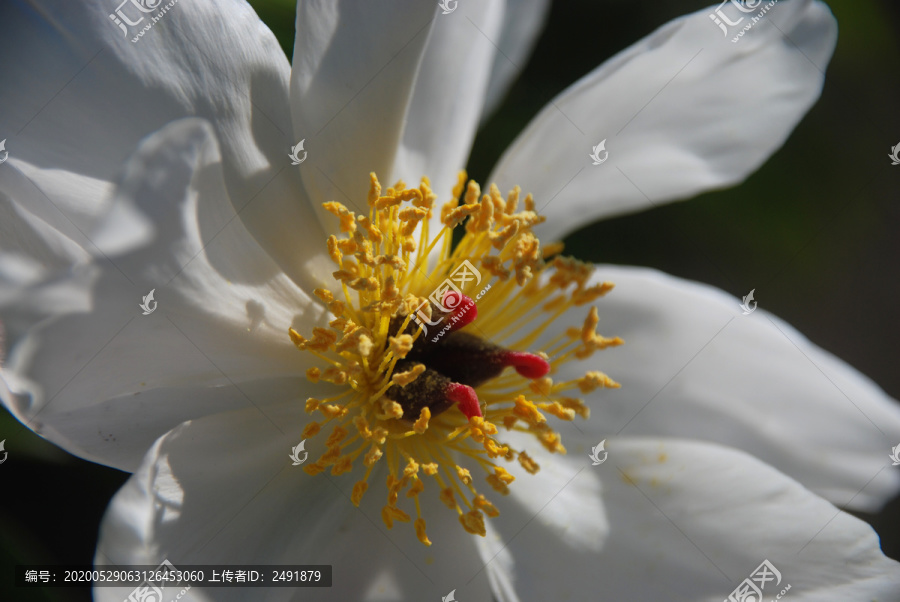 芍药花