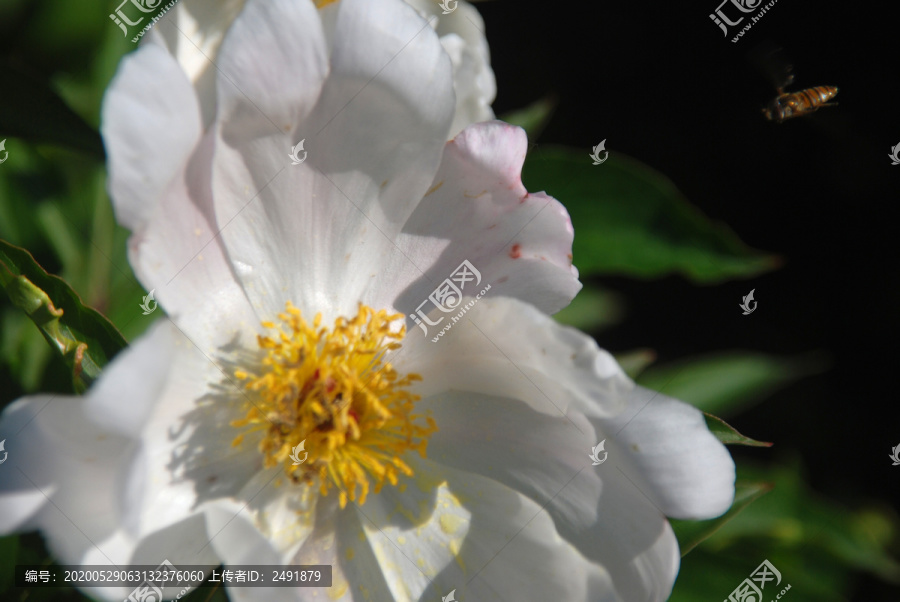 芍药花与蜜蜂
