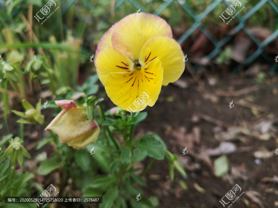 植物花卉堇菜