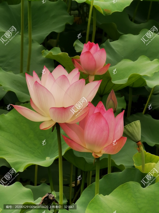三朵荷花