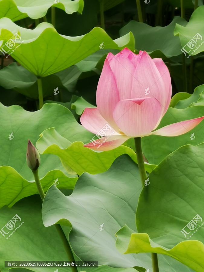 荷花