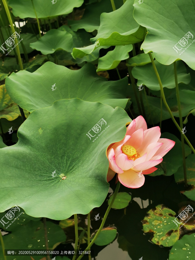 荷花