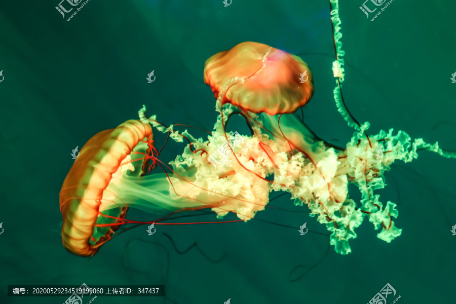 太平洋海刺水母