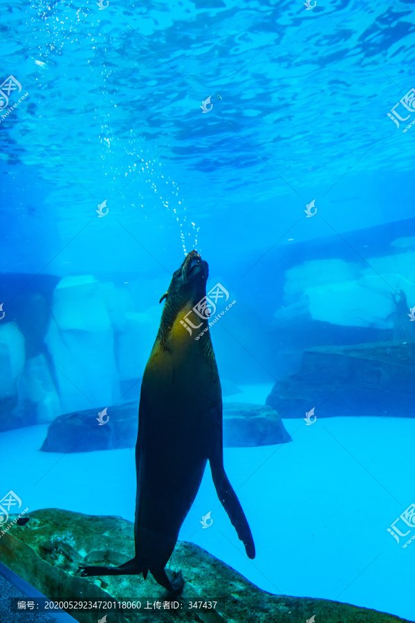 海豹