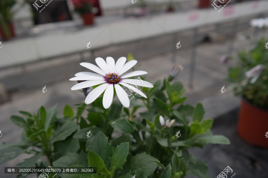 蓝目菊