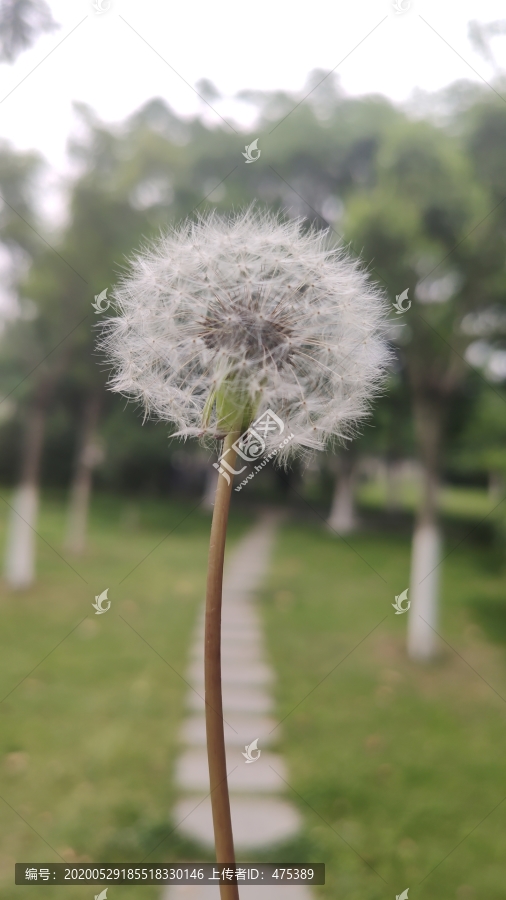 蒲公英