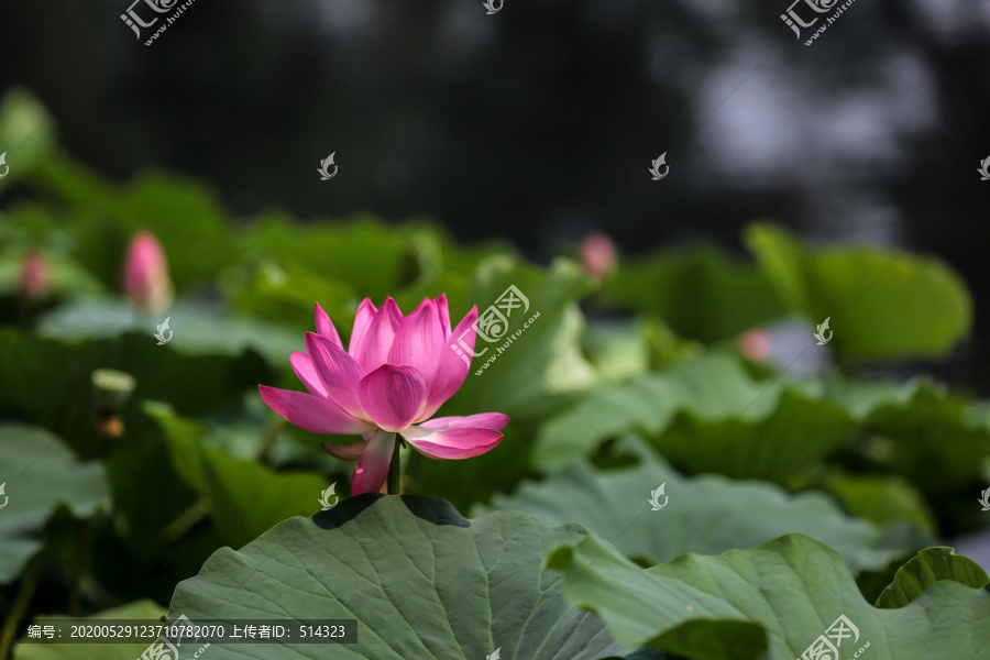 荷花