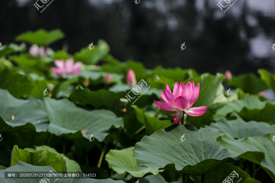 荷花