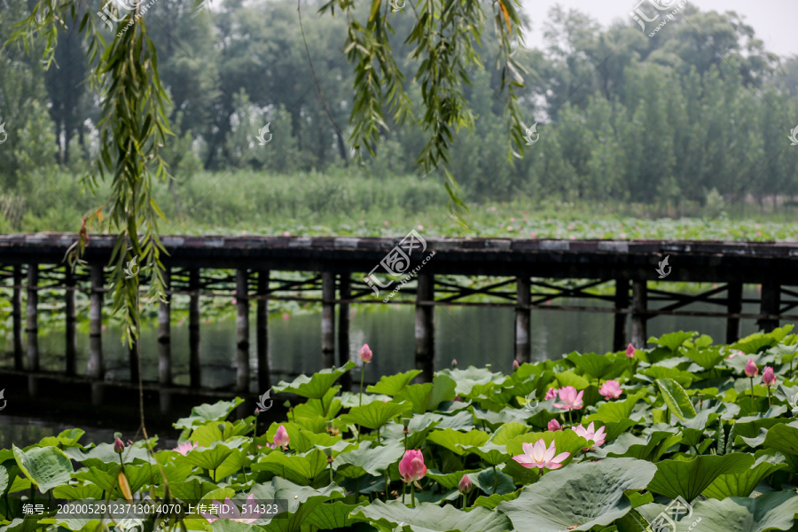 荷花