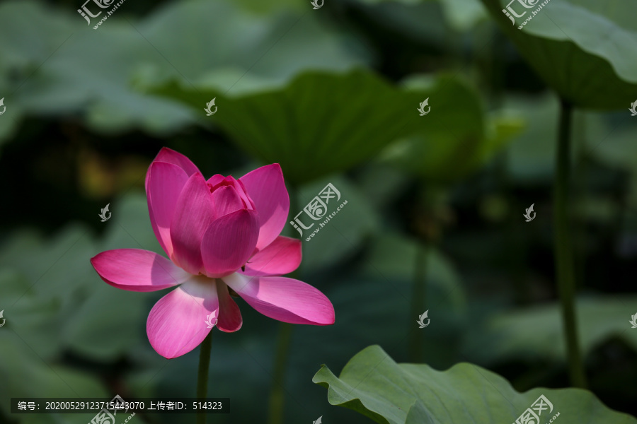荷花