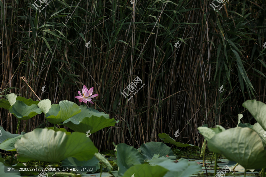 白洋淀