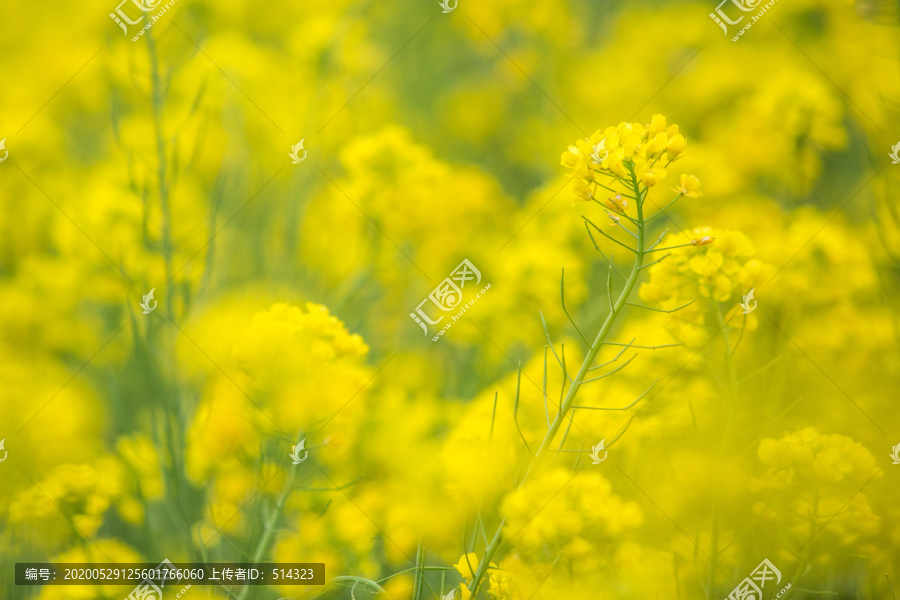 油菜花