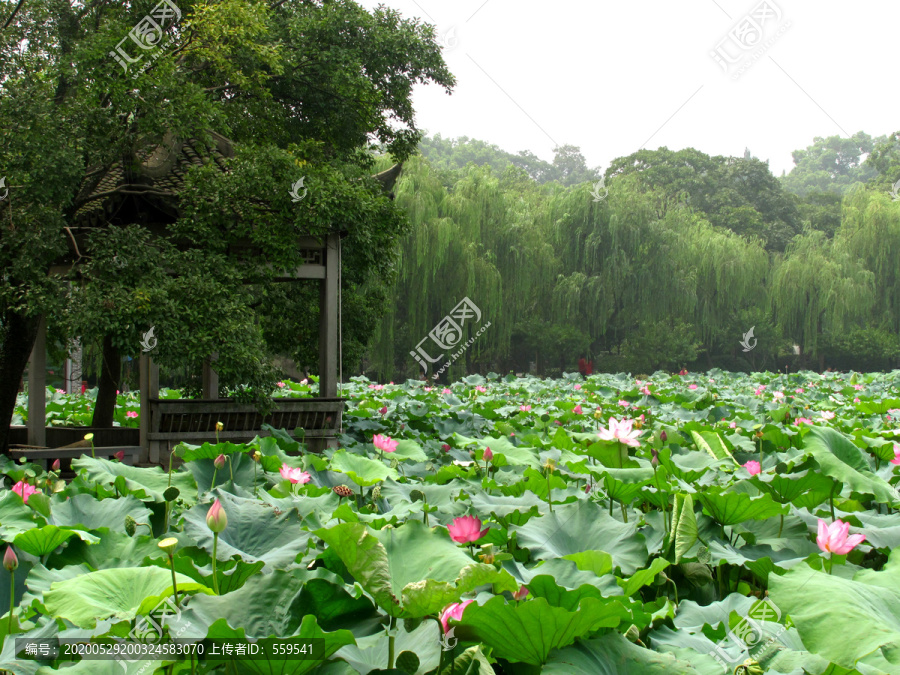 西湖荷花