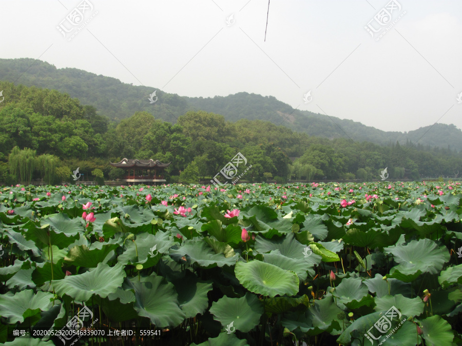 西湖荷花