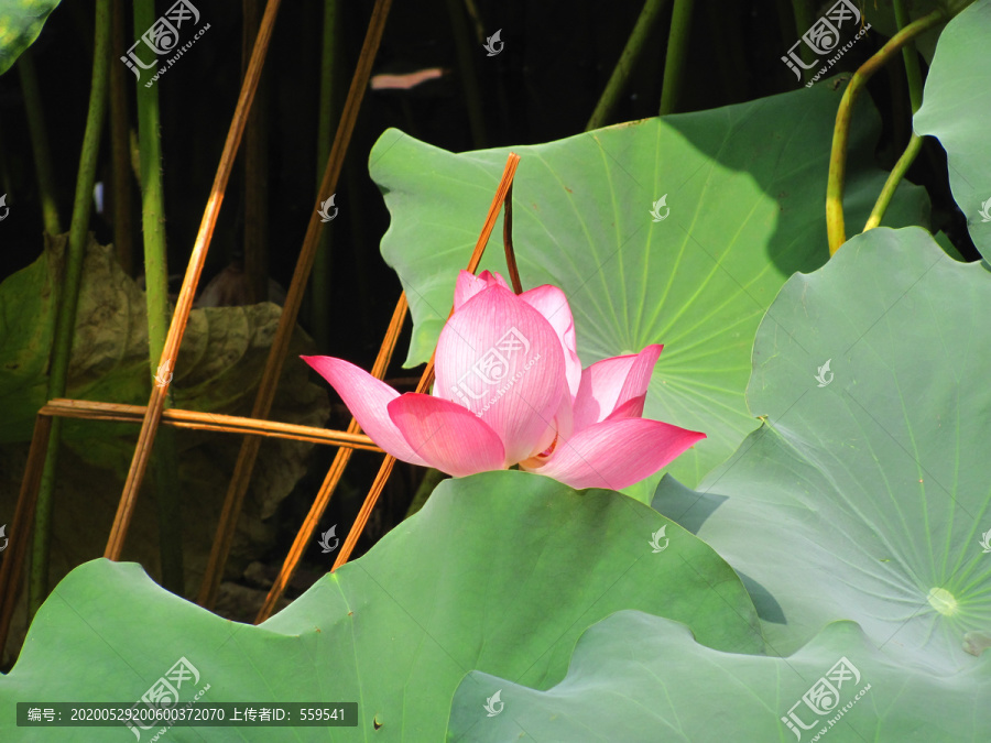 西湖荷花
